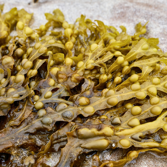 Close-up of green seaweed called Bladderwrack with small bulbous structures on a sandy background