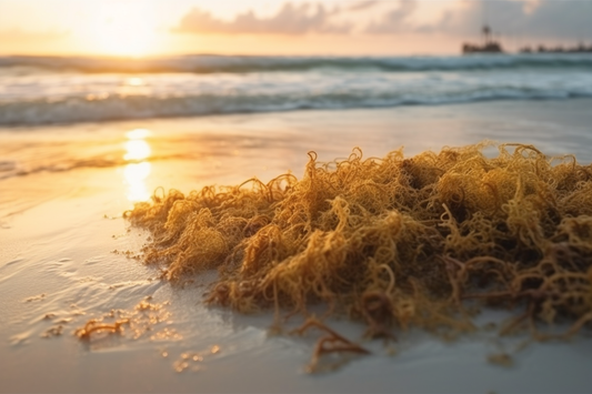 Sea moss on the ocean bed , beach. Sea moss in its natural form