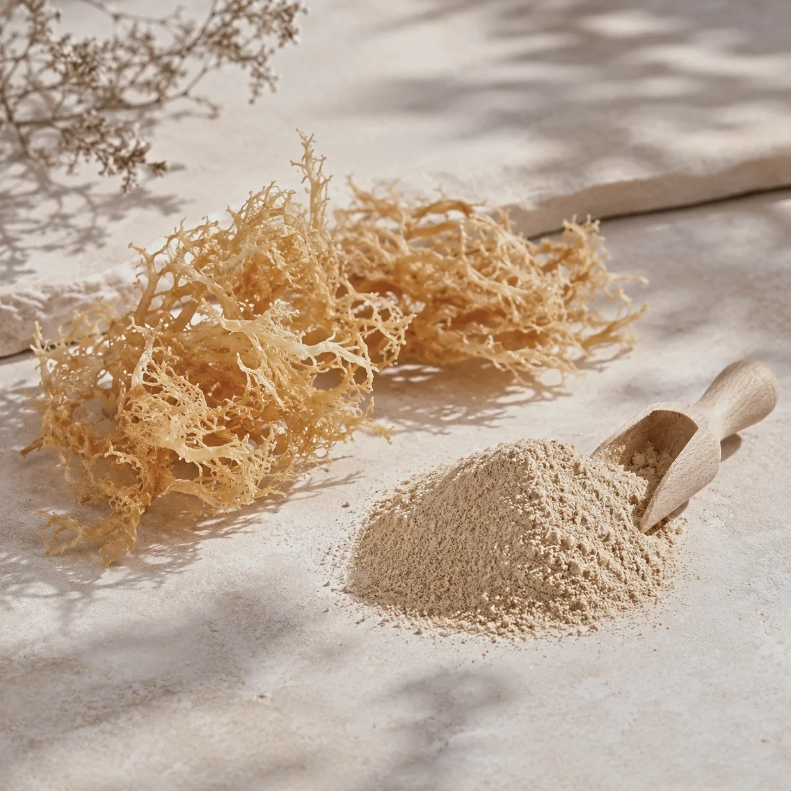Dried golden sea moss with sea moss powder and wooden scoop