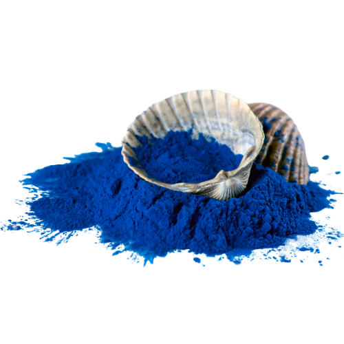 Blue spirulina powder in a shell on a white background