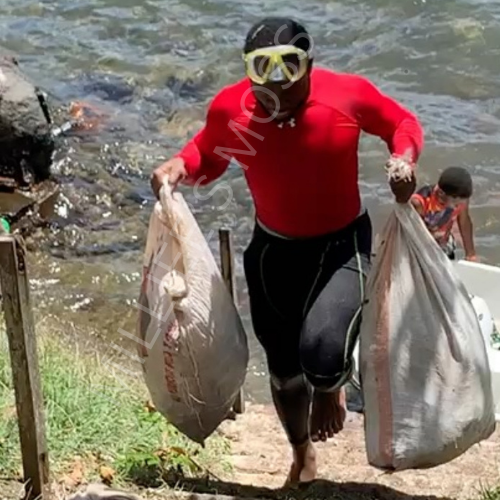 Diver in red shirt and snorkeling gear carrying bags of Sea Moss from the water.