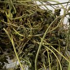 Close-up of dried Jamaican Wildcrafted Cerasee (Bitter Melon, Momordica charantia) leaves and stems.