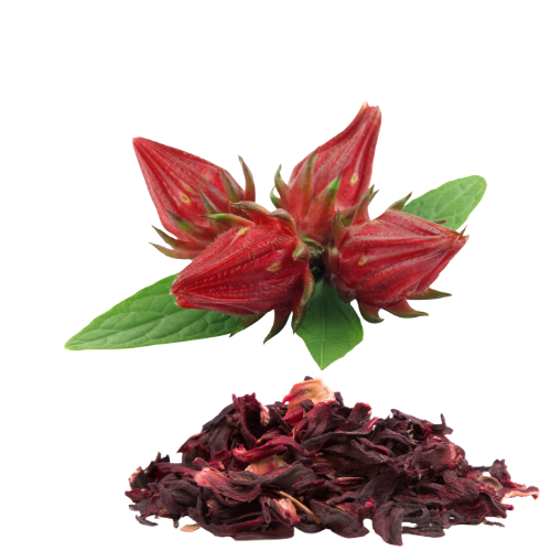 Images of fresh and dried sorrel, hibiscus on a clear backgound