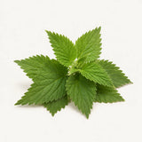 Nettle Leaf