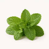 Peppermint