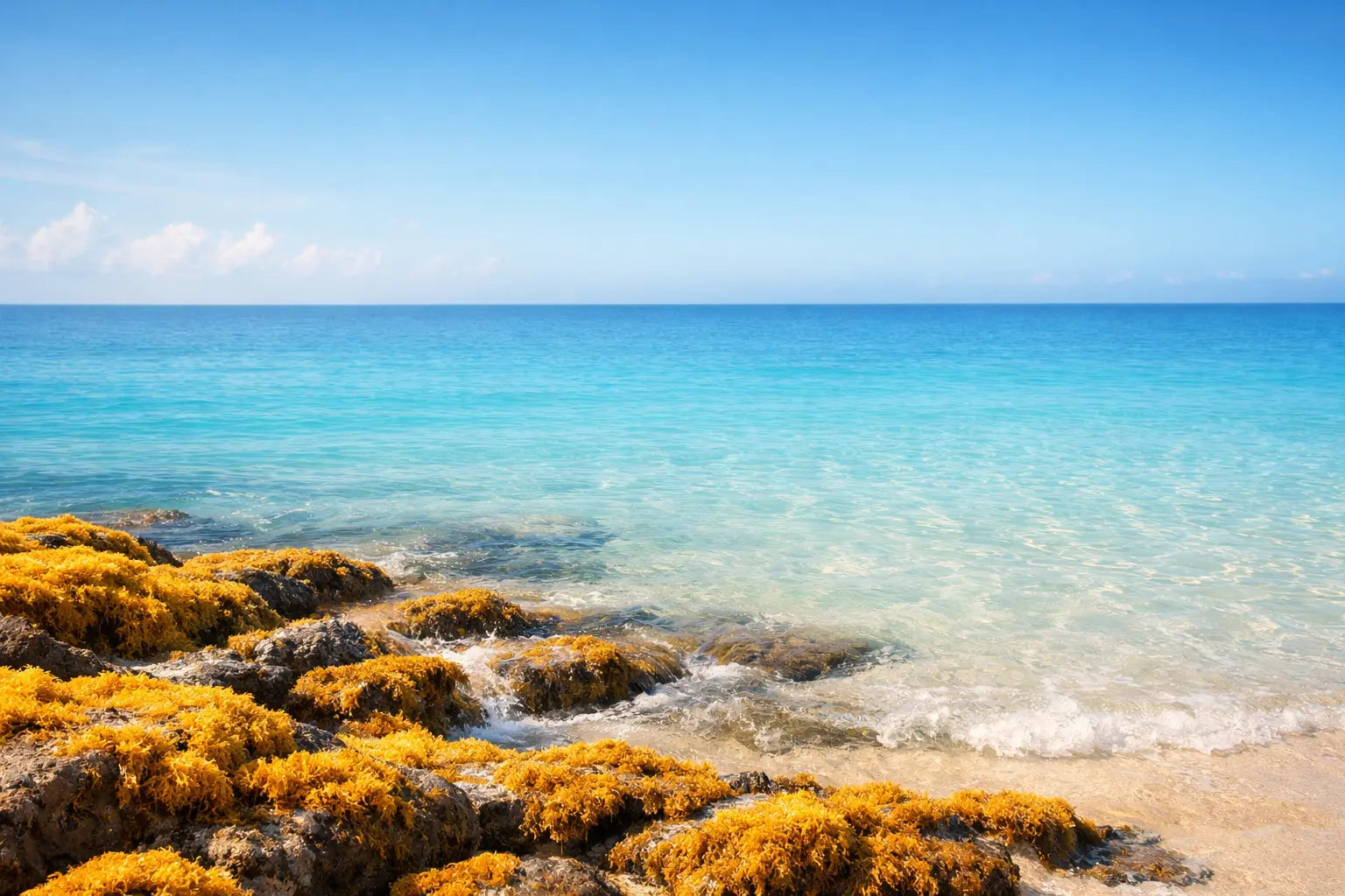 Wildcrafted golden sea moss growing on rocks in clear Caribbean ocean water