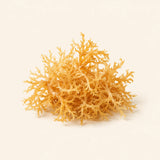 Sea Moss