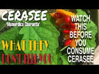 Video about cerasee