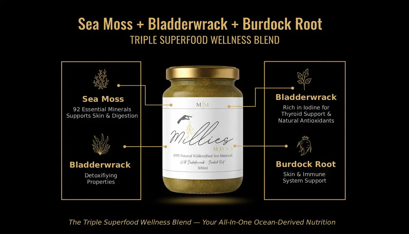 Sea moss gel with bladderwrack and burdock root triple superfood blend infographic highlighting minerals, detox and thyroid support