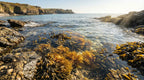 Wild sea moss growing in clear ocean water along a rocky coastline