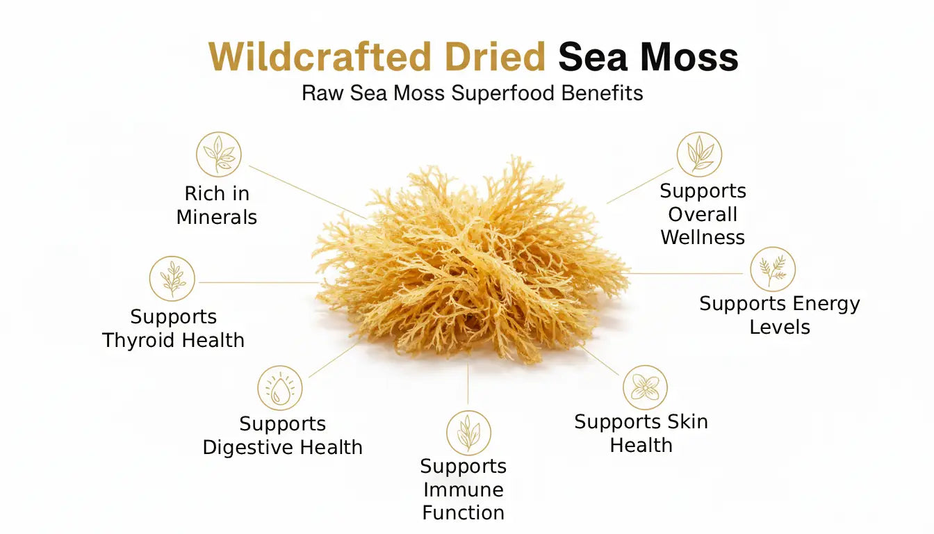 Wildcrafted dried sea moss infographic showing mineral rich nutrition plant based superfood and natural iodine source